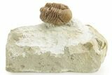 Kainops Trilobite - Black Cat Mountain, Oklahoma #376949-3